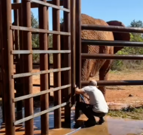GSE co-founder Scott Blais kneels down while giving female African elephant Kenya a hose bath