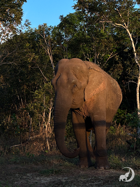 Female Asian elephant Bambi stands in the shade and looks to the left