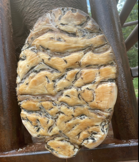 Bottom of an Asian elephant's foot showing grooves on the pad