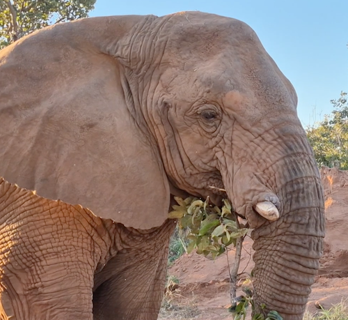 Female African elephant Kenya looks to her left while holding a green branch