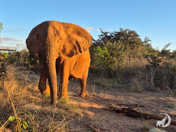 Female African elephant Kenya walks toward the camera, highlighted by the setting sun