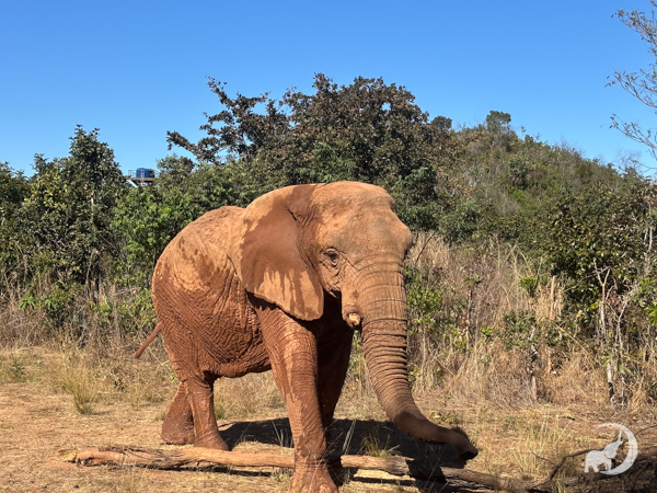 Female African elephant Kenya walks toward the right side of the picture with a wet ear and belly