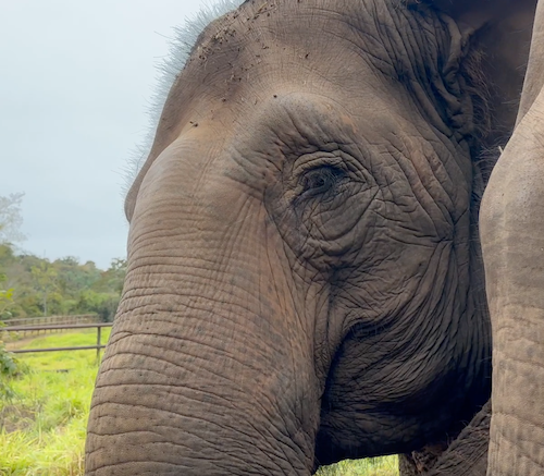 Left side profile of female Asian elephant Maia