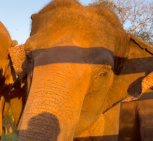Female Asian elephant Maia stands with ears out, facing forward