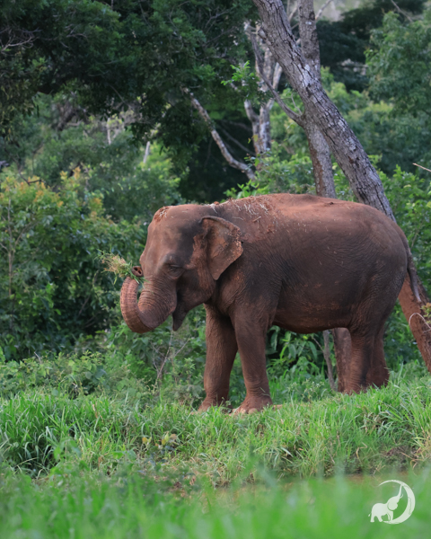 Female Asian elephant Mara stands in a green field pulling up grass