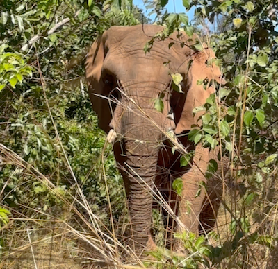 Female African elephant Pupy stands in the middle of a section of trees