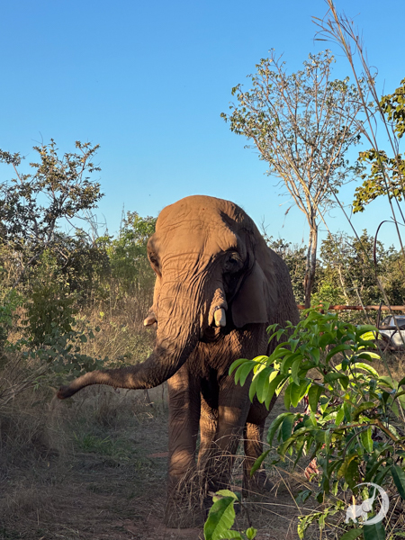 Female African elephant Pupy walks through brush while swinging her trunk to the left