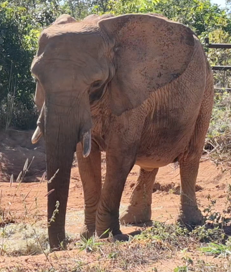 Female African elephant Pupy sticks her trunk near the pipe where water emerges to fill the mud wallow