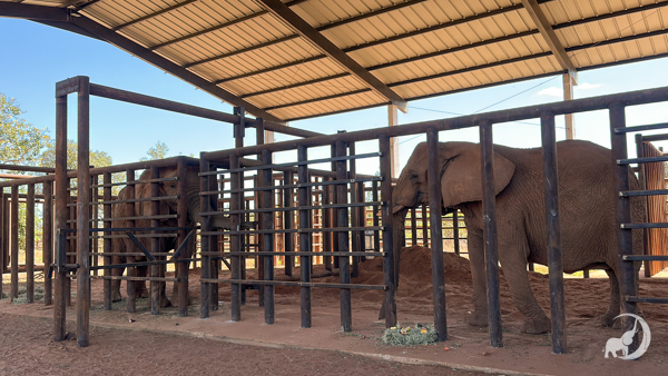 Female African elephants Kenya on the left and Pupy on the right, facing each other while standing in the treatment barn eating snacks
