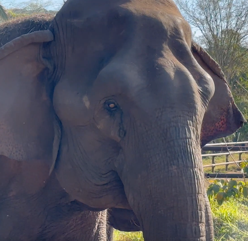Female Asian elephant Bambi stands facing right