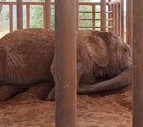 Female African elephant Kenya lies on her left side on top of a pile of dirt inside of the treatment barn