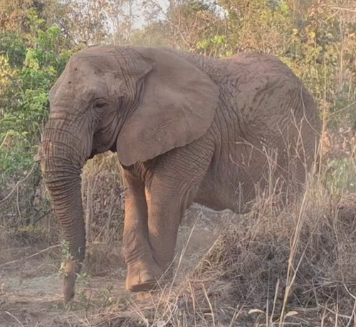 Female African elephant Kenya stands facing left while holding a branch in her mouth