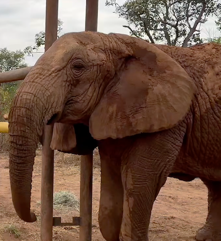 Female African elephant Kenya stands looking left while standing in the door of the habitat gate