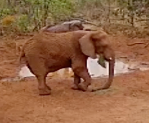 Female African elephant Kenya stands in Yard 1 of the habitat, near the mud wallow and next to female African elephant Pupy