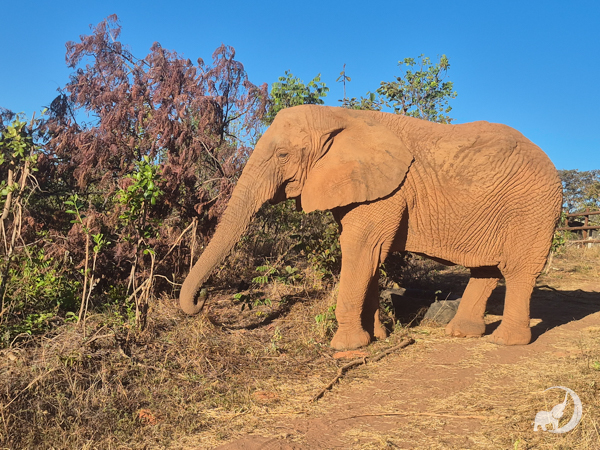 Female African elephant Kenya stands facing left with her trunk extended
