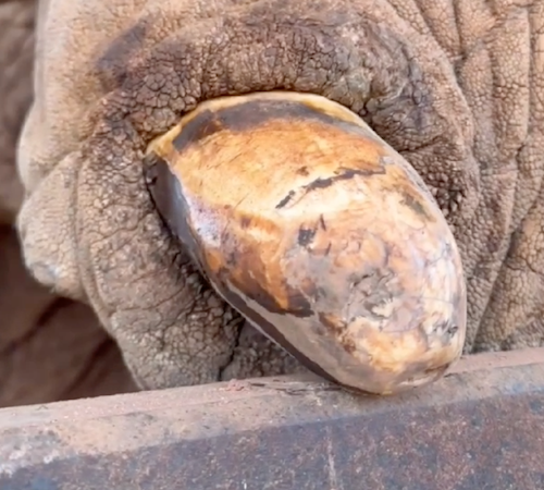 Closeup of tusk of Kenya, female African elephant