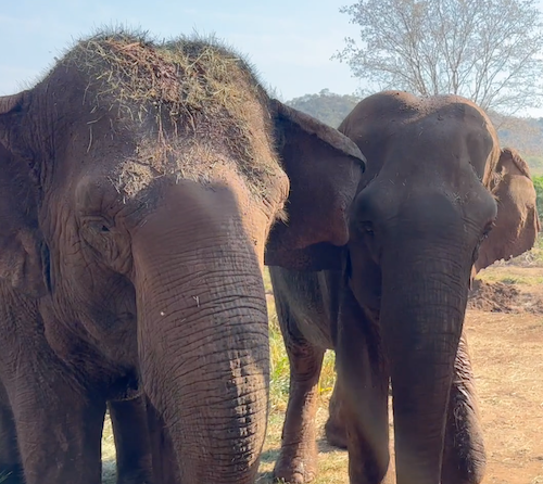 Female Asian elephant Maia stands next to female Asian elephant Bambi as they walk toward the habitat fence