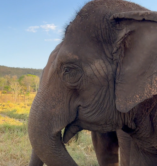 Female Asian elephant Maia looks left with mountains and trees in the background