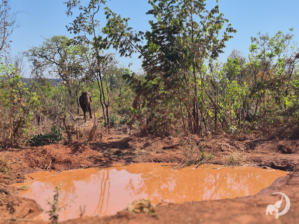 Female African elephant Pupy stands in the distance surrounded by trees, looking over the mud wallow in the habitat