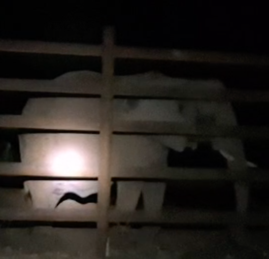 Female African elephant Pupy stands facing right in the dark night, illuminated by flashlight