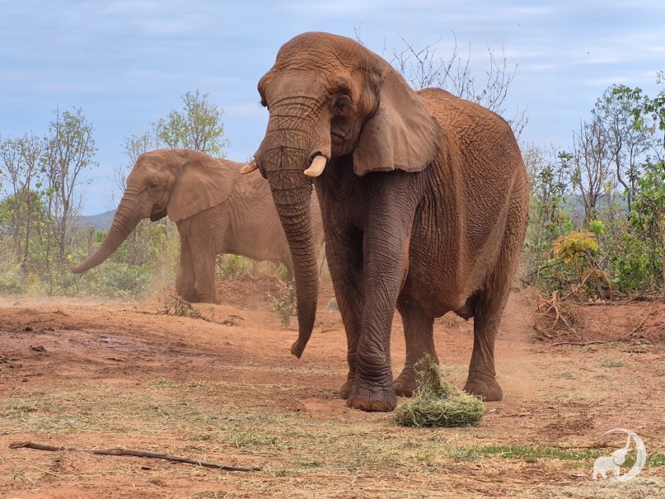 Female African elephant Pupy stands facing the camera while female African elephant Kenya stands facing left in the background