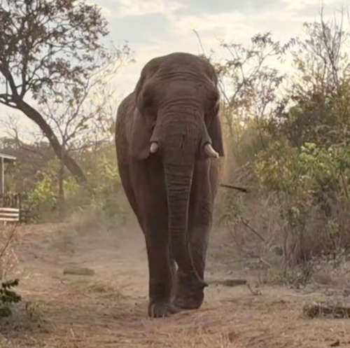 African elephant Pupy walks down a cleared path surrounded by trees. A single felled tree is on the right.