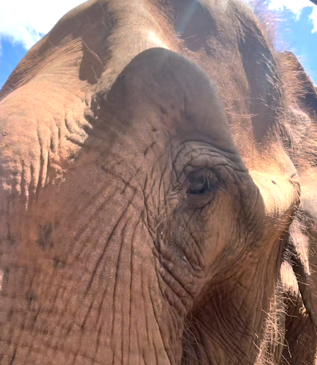 Female Asian elephant Rana closeup of left eye