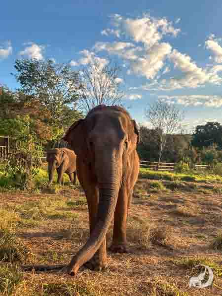 Female Asian elephant Rana stands with her friend Mara in the distance behind her