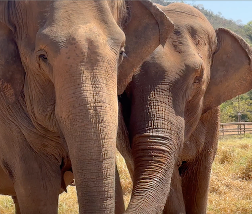 Female Asian elephants Rana (left) and Mara (right) stand with trunks touching