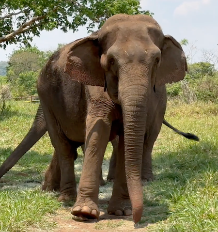 female Asian elephant Bambi stands facing the camera with green hills and trees behind her. You can see Asian elephant Guille's trunk behind Bambi.