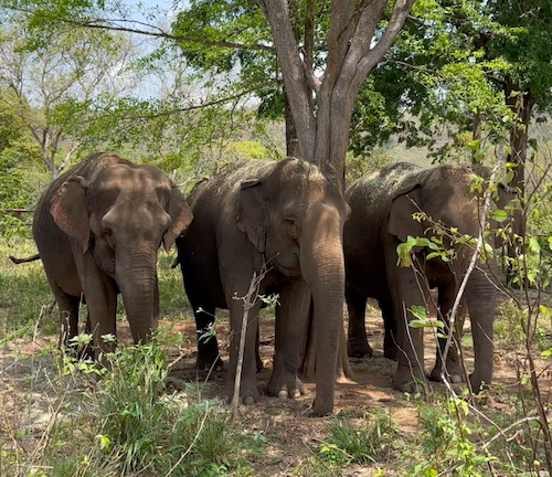 Female Asian elephants stand from right to left, Bambi, Maia, Guillermina, all underneath a tree canopy