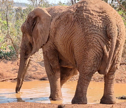 Female African elephant Kenya stands over the mud wallow with the tip of her trunk submerged