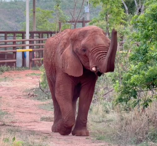 Female African elephant Kenya walks straight ahead with her trunk lifted up. There are green bushes on the right