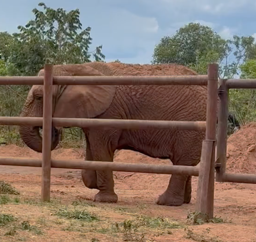 Female African elephant Kenya stands facing left behind a sanctuary fence with green trees in the background