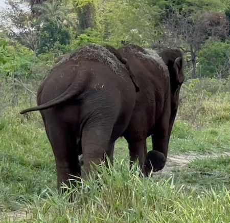 The backsides of female Asian elephant Maia who is standing on the left and female Asian elephant Guillermina standing on the right. They are surrounded by green grass and trees.