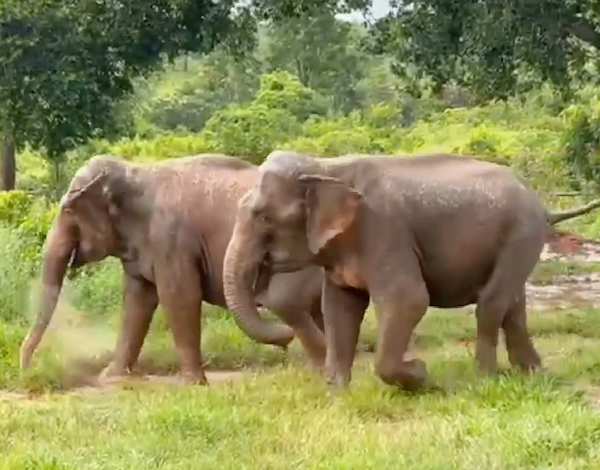 Female Asian elephant Bambi walks left while standing in front of female Asian elephant Rana. Both are walking left surrounded by green trees