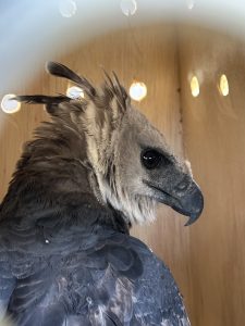 Chaco eagle in profile