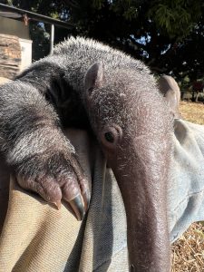 Closeup photo of tamandua facing the camera
