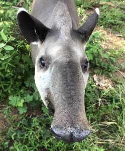 Wild tapir's head looking directly at the camera