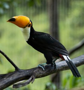Profile of toucan sitting on a tree branch