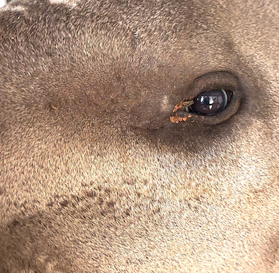 Right eye of Sassy the wild tapir looking to the right