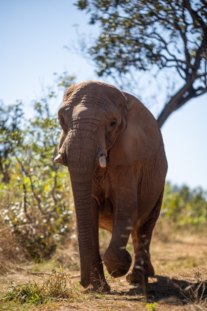 Female African elephant Pupy walks toward the camera with trees and greenery in the background