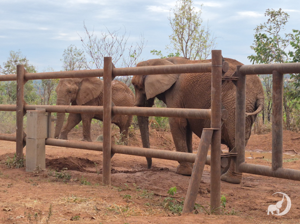 Female African elephants Kenya and Pupy stand behind a steel fence near the water trough