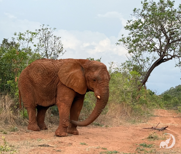 Female African elephant Kenya stands facing right standing in front of a line of green trees