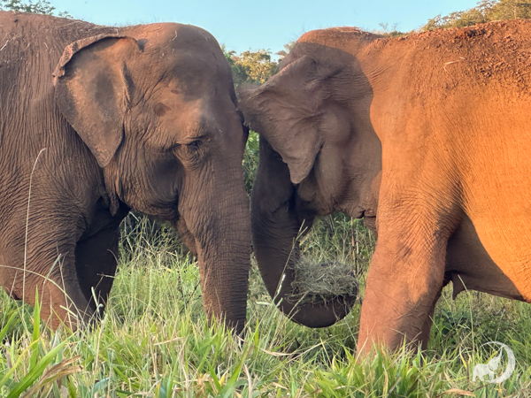 Female Asian elephant Mara stands face to face with female Asian elephant Rana