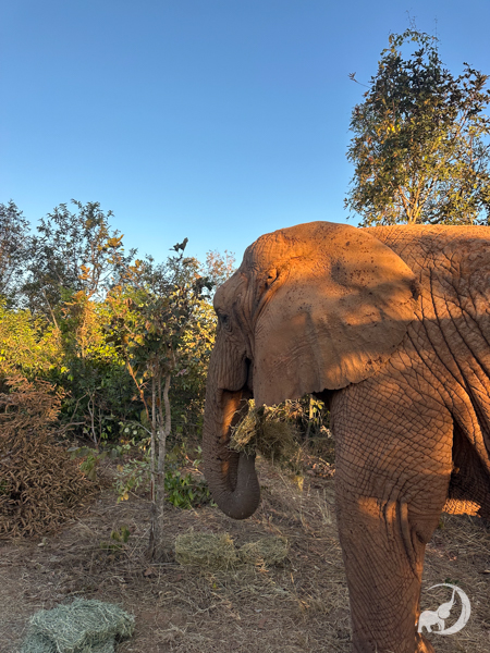 Female African elephant Kenya faces the horizon with a mouthful of alfalfa hay, with another stack of hay in front of her