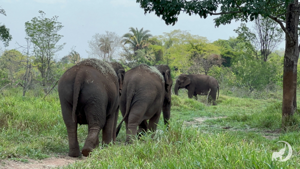 The backside of two elephants walking away toward one elephant who is facing left