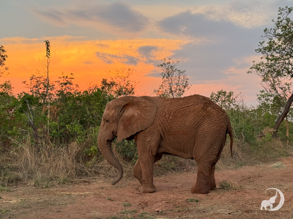 Female African elephant Kenya stands in front of a line of green trees in front of an orange sunset