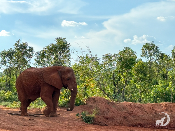 Female African elephant Kenya stands in red dirt, with a pile of dirt stacked right in front of her. There are green trees in the back