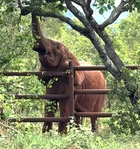 Female African elephant Kenya reaches for pequi fruit above her head with her trunk
